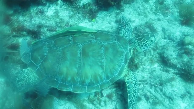 Sea turtle swimming in the coral reefs of the caribbean sea, Riviera Maya. Mexico