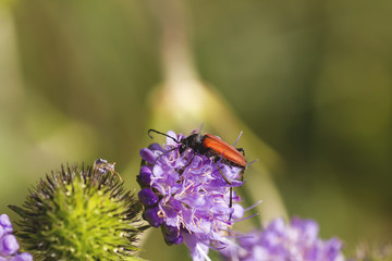 Red bettle pollinating hallium flowerhead