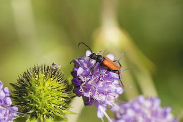 red bettle on hallium flowerhead