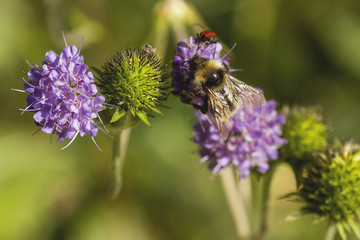 Bumblebee pollinating a purple hallium flower