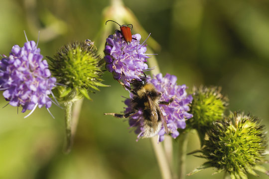 Bumblebee and red bettle pollinating a hallium flowering plant 