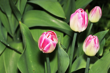 The tulips form a genus of plants in the family of lily family.
