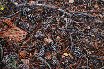 Pine Cones