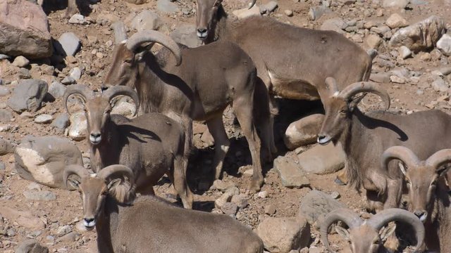 barbary sheep on mountain side slow motion 4k60p