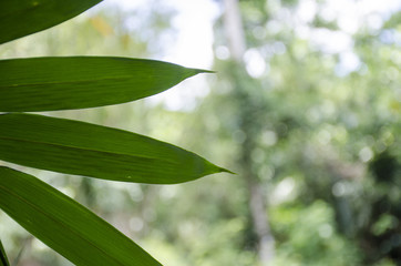 relaxing in river rain forest park 