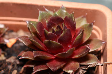 Succulents are succulent plants that are adapted to special climatic and soil conditions

