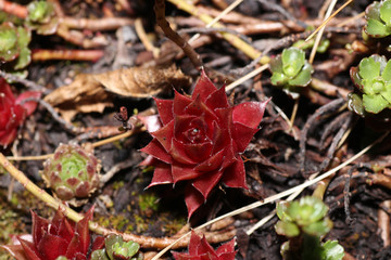 Succulents are succulent plants that are adapted to special climatic and soil conditions


