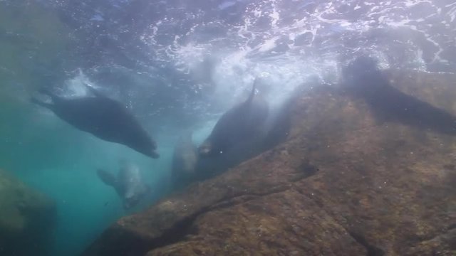 Californian sea lion (Zalophus californianus) swimming and playing in the reefs of los islotes in Espiritu Santo island at La paz,The world's aquarium. Baja California Sur,Mexico.