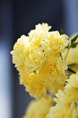 Yellow Banksia rose