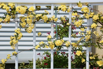 Yellow Banksia rose