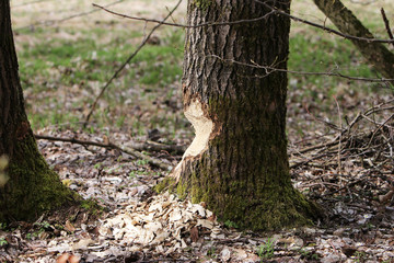 Trees that have already been felled by the beaver should be left in a suitable location so that they can still use them.

