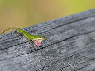 Carolina Anole Flashes His Dewlap