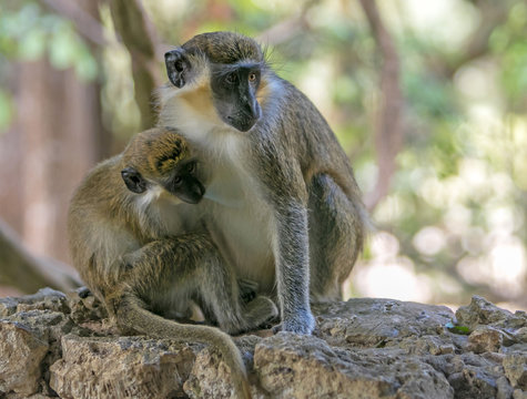 Mother green monkey is feeding its offspring.