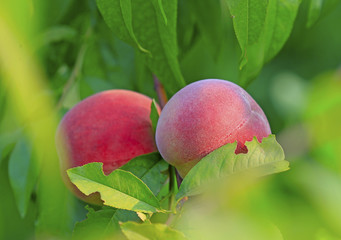 A ripe peach on a fruit tree