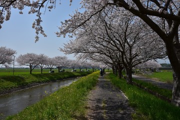 日本の桜風景