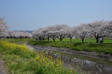 日本の桜風景