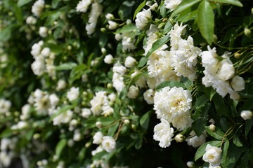 White Banksia rose