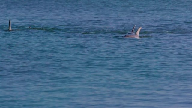 A school of dolphins shot in blue waters the shot is in long.