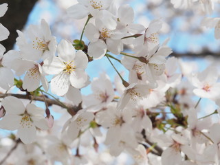満開に咲く桜