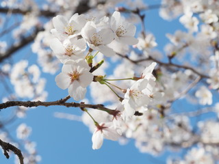 満開に咲く桜