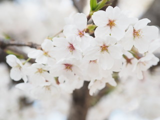 満開に咲く桜