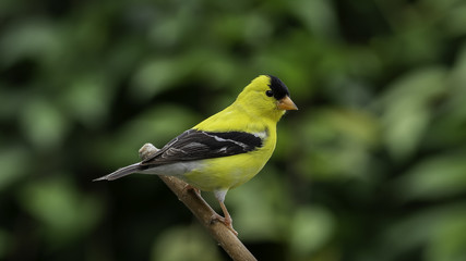 Garden Goldfinch