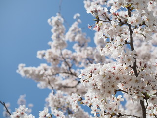 満開の桜