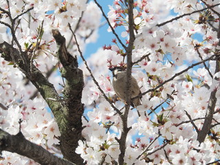 満開の桜と雀
