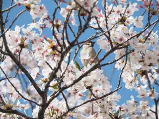 満開の桜と雀