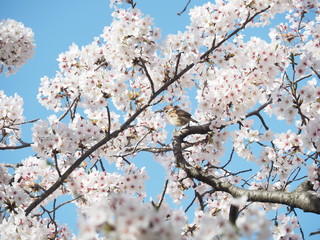 満開の桜と雀
