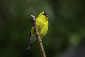 Happy Goldfinch