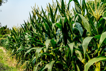 Corn field with sky background