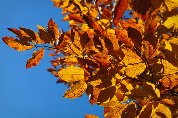 Golden autumn leaves and blue sky