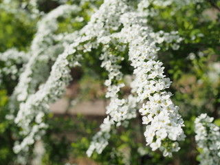 満開に咲くユキヤナギ