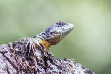 O observador