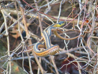 Garter snake hanging on branches