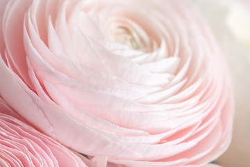 many layered petals. Persian buttercup. Bunch pale pink ranunculus flowers light background. Wallpaper, Horizontal photo