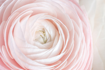 Obraz na płótnie Canvas many layered petals. Persian buttercup. Bunch pale pink ranunculus flowers light background. Wallpaper, Horizontal photo