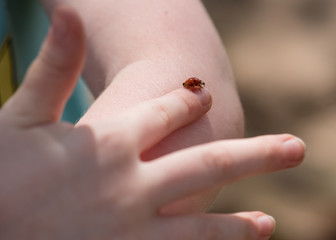 Ladybug on Fingertip of Child's Hand