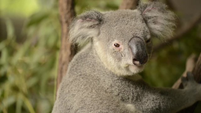 Cute Australian Koala in a tree resting during the day.
