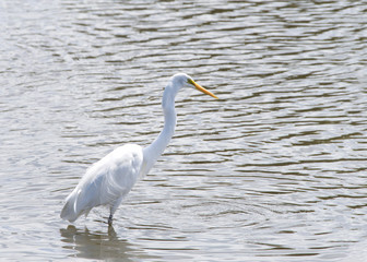 Great Egret wading in shallow water. Also known as the common egret or Great White Egret. They adapts well to human habitation and can be readily seen near wetlands and bodies of water in urban areas.