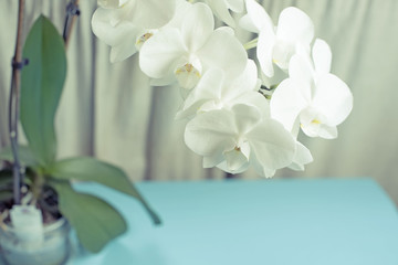 White Orchid on a blue background.