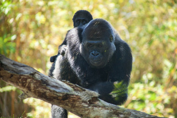 Gorilla and Baby