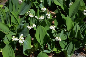 Fototapeta premium Lily of the valley