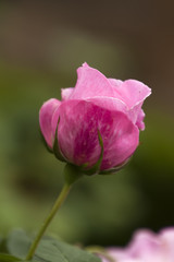 Sydney Australia,  open pink rose bud