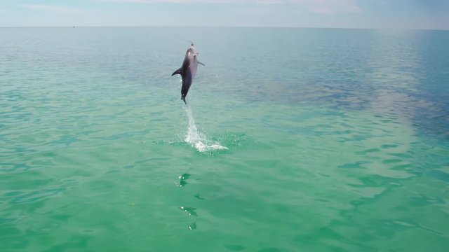 A majestic scenic slow motion shot of a dolphin jumping out of the water.