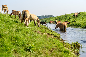 horses graze in a small river