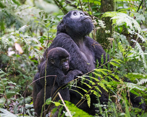 Mother Mountain Gorilla with her young son on her hip in the Bwindi Impenetrable Forrest, Uganda