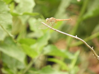 dragonfly with blurred background
