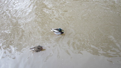 PERM,EARLY SPRING IN THE GARDEN OF EDEN